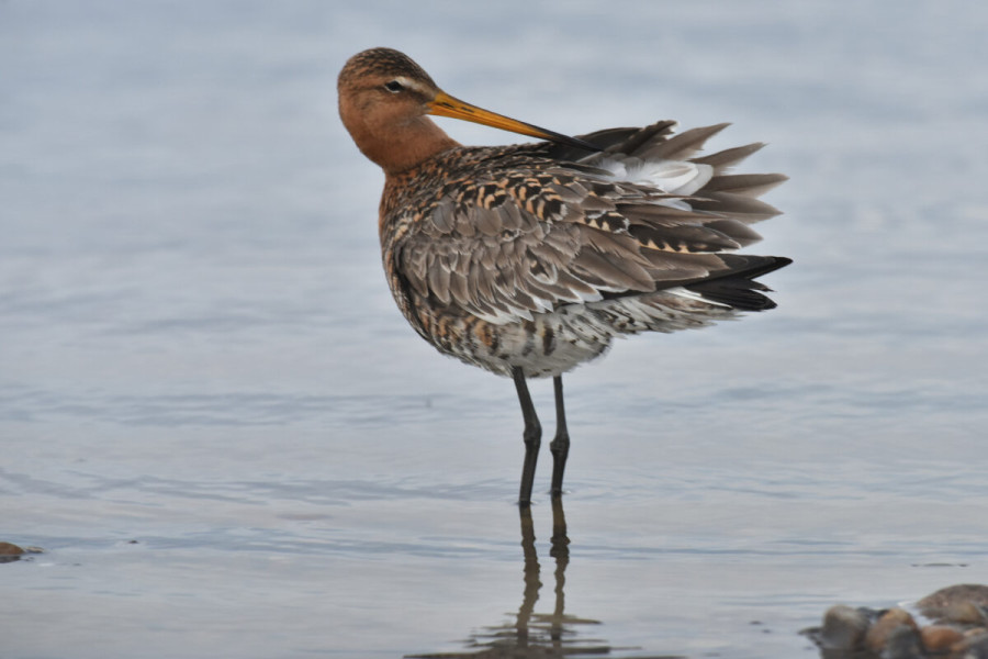 Theme Evening: Birds of the Northern Wadden Sea
