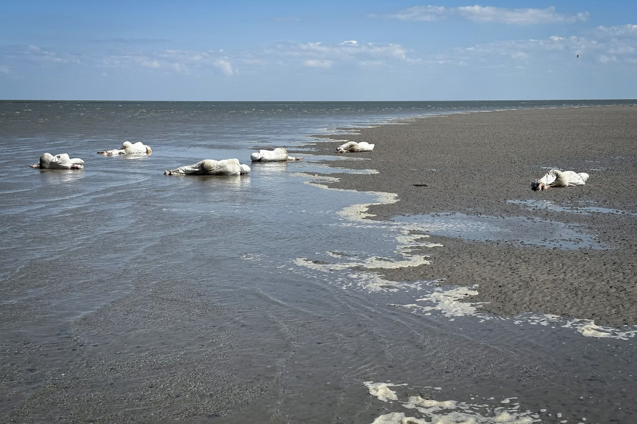 Tidevandsmeditationer af Nana-Francisca Schottl&auml;nder