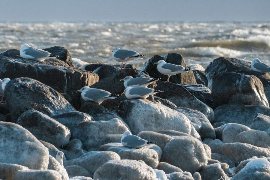 Litter&aelig;r g&aring;tur: Fugletr&aelig;k